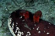 mn680-moll-13d,8b,4xiuc.tif