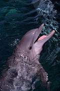 mf183-bot dol-13d,8b,4xiuc.tif