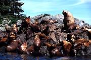 km11172-steller sealion-13d,8b,4xiuc.tif
