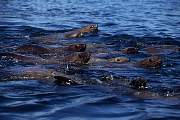 km2370-steller sealion-13d,8b,4xiuc.tif