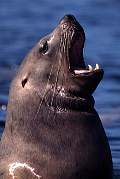 km2371-steller sealion-13d,8b,4xiuc.tif