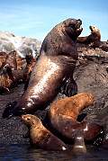 km2372-steller sealion-13d,8b,4xiuc.tif
