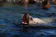 km2374-steller sealion-13d,8b,4xiuc.tif