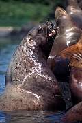 km2376-steller sealion-13d,8b,4xiuc.tif
