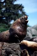 km2377-steller sealion-13d,8b,4xiuc.tif