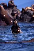 km2379-steller sealion-13d,8b,4xiuc.tif