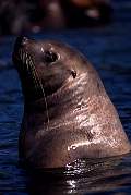 km2382-steller sealion-13d,8b,4xiuc.tif