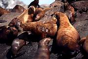 km2384-steller sealion-13d,8b,4xiuc.tif