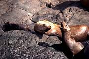 km2391-steller sealion-13d,8b,4xiuc.tif