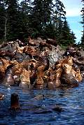 km2393-steller sealion-13d,8b,4xiuc.tif