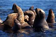 km2394-steller sealion-13d,8b,4xiuc.tif