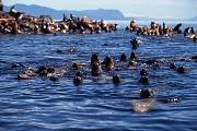 km2395-steller sealion-13d,8b,4xiuc.tif