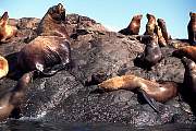 km2396-steller sealion-13d,8b,4xiuc.tif