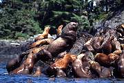km2398-steller sealion-13d,8b,4xiuc.tif