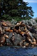 km2400-steller sealion-13d,8b,4xiuc.tif