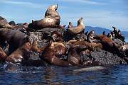km2405-steller sealion-13d,8b,4xiuc.tif