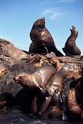 km2406-steller sealion-13d,8b,4xiuc.tif