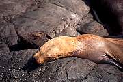 km2407-steller sealion-13d,8b,4xiuc.tif