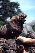 km2416-steller sealion-13d,8b,4xiuc.tif