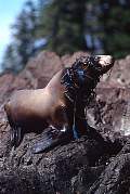 km2420-steller sealion-13d,8b,4xiuc.tif