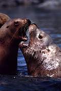 km2438-steller sealion-13d,8b,4xiuc.tif