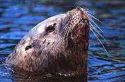 km2439-steller sealion-13d,8b,4xiuc.tif