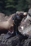 km2443-steller sealion-13d,8b,4xiuc.tif