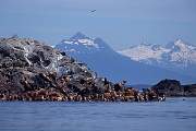 km6020-steller sealion-13d,8b,4xiuc.tif