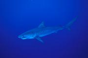 Found_Files_138_nc1-shark-13d,8b,8xiuc.tif