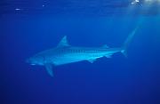 Found_Files_150_nc12-shark-13d,8b,8xiuc.tif