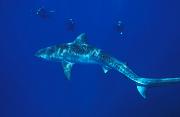 Found_Files_174_nc142-shark-13d,8b,16xiuc.tif