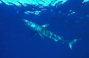 Found_Files_175_nc143-shark-13d,8b,4xiu.tif