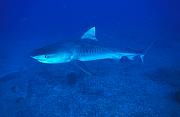 Found_Files_176_nc144-shark-13d,8b,4xiu.tif