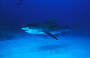 Found_Files_177_nc145-shark-13d,8b,16xiuc.tif