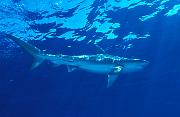 Found_Files_178_nc146-shark-13d,8b,4xiuc.tif