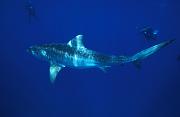 Found_Files_192_nc167-shark-13d,8b,4xiuc.tif
