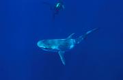 Found_Files_193_nc168-shark-13d,8b,4xiu.tif
