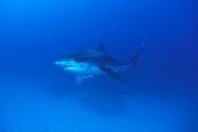 Found_Files_196_nc177-shark-13d,8b,4xiu.tif