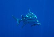 Found_Files_225_nc233-shark-13d,8b,4xiur.tif