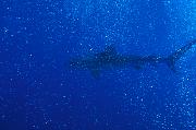 Found_Files_226_nc236-shark-13d,8b,4xiu.tif