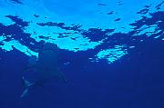 Found_Files_227_nc237-shark-13d,8b,4xiu.tif