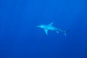 Found_Files_228_nc241-shark-13d,8b,4xiu.tif