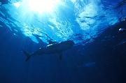 Found_Files_229_nc242-shark-13d,8b,4xiu.tif