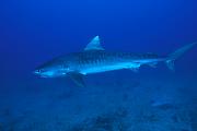Found_Files_230_nc243-shark-13d,8b,4xiuc.tif