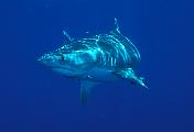 Found_Files_232_nc244-shark-13d,8b,4xiur.tif