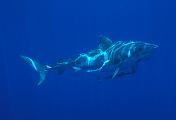 Found_Files_233_nc245-shark-13d,8b,4xiucr.tif