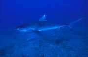 Found_Files_234_nc246-shark-13d,8b,4xiuc.tif