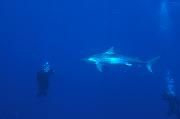 Found_Files_235_nc247-shark-13d,8b,4xiu.tif
