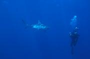 Found_Files_236_nc248-shark-13d,8b,4xiu.tif