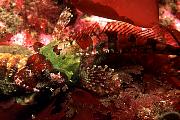 fc296-fish-13d,8b,4xiuc.tif